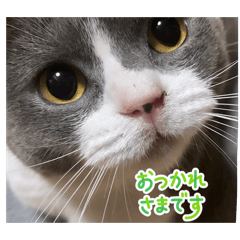 Hana_20260811123651