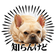 NICO_20260811123646