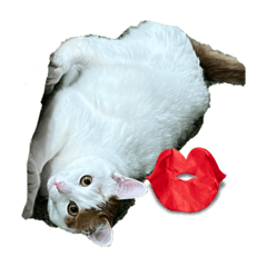 Bob_cat