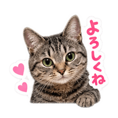 Kojika_20260811113141
