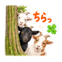 Three cute goats for daily chats