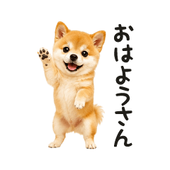 関西弁めっちゃちっちゃいほんわか柴犬♡