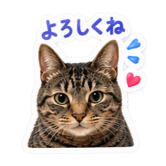 Kojika_20260811124710