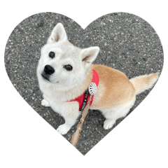 hana_20260811144706