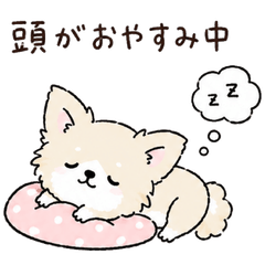 20260811dog