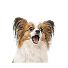 [No text]Negative-thinking Papillon