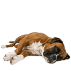 [No text]A cute, pessimistic Boxer dog.