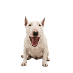 [No text]Cute, pessimistic Bull Terrier