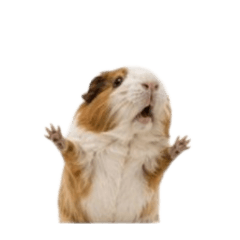 [No text]Cute Negative Guinea Pig