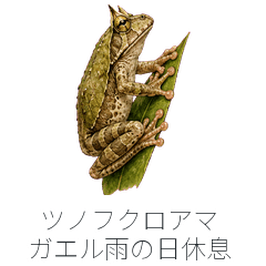 Marsupial Frog Rain Rest