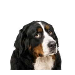 Cute, pessimistic Bernese Mountain Dog.
