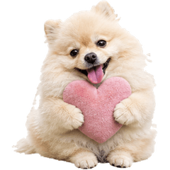 Real Pomeranian Daily Stickers
