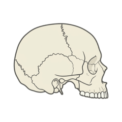 real bone