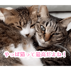 SHINO_20260811172801