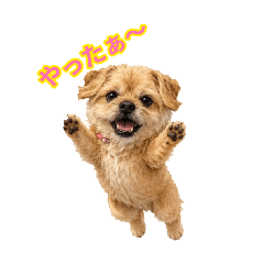 Poo_20260811175631
