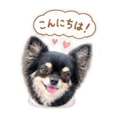 CORON is DOG_20260811165737