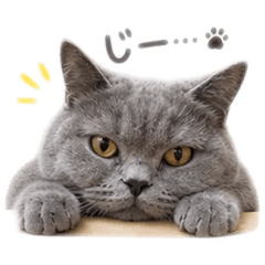 ginchan_20260811165917