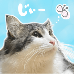 cat Sora & Ai