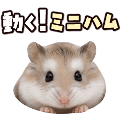 It Moves! Tiny Roborovski Hamster