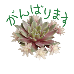 Spring Flowers and Succulents Stickers