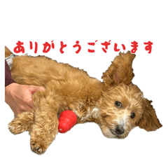 Poco taro life 2
