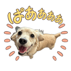 Kohaku stamps_20260811220130