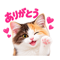 AIKO_20260812060550