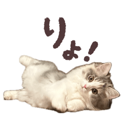Sh._20260812051124