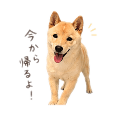 saya_20260812055911