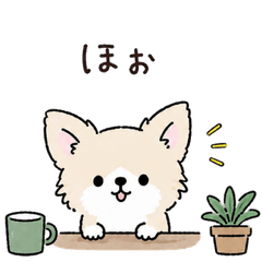 20260811dog2