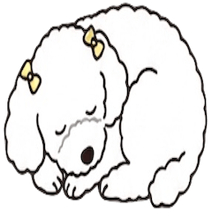 poodle dog chiko
