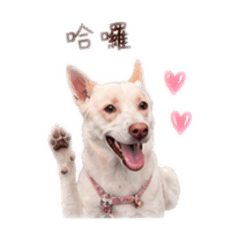 大寶の生活用語