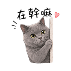 雙mii日常2