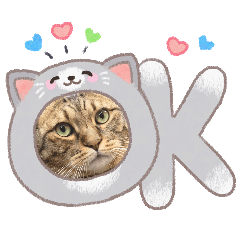 Kuma-日常
