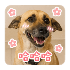 可愛旺旺貼圖