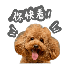 王子哥的日常