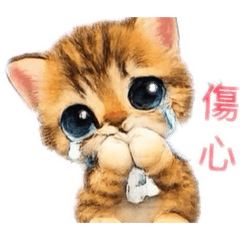 黃小貓麗麗