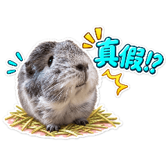 天竺鼠灰灰白白職場篇