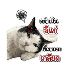 Gingbaaa_20260620155039