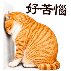 Chubby meow 03 big TW