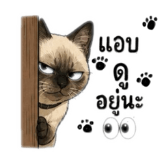 Maruay the cat_20260621184302