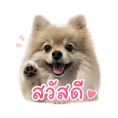 Dogfam_20260621190045