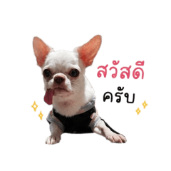 MooNoi_chihuahua v.1