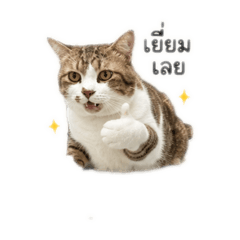 Dragon Sticker_20260623075725