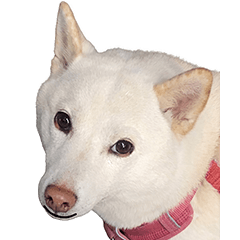 Yuanbao the Shiba Inu