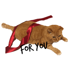 catcat!