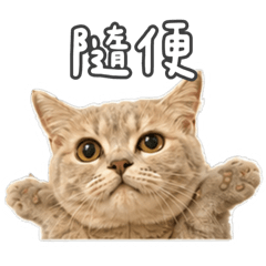 超級實用的咪嚕