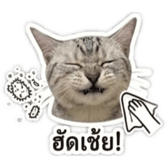 CHOMCHOM_2026073123384
