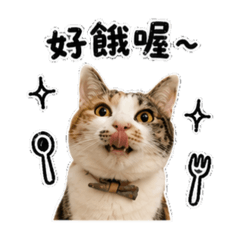 胖胖Kimi日常
