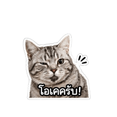 phisutsaelim_20260801114144